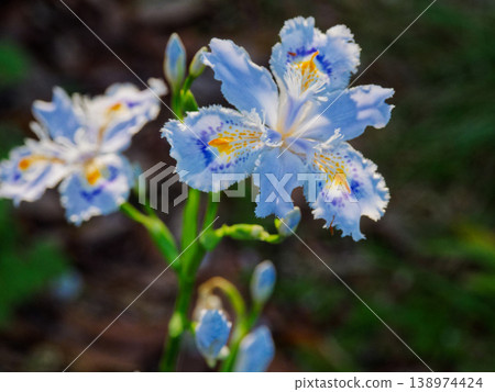 Iridaceae perennial fringed flower 138974424