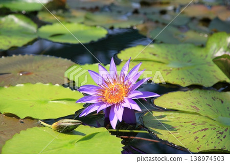 睡蓮與琵琶湖水生植物園 [滋賀縣草津市] 138974503