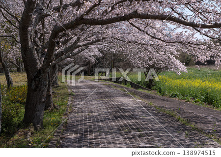 櫻花盛開的林蔭道 櫻花盛開的林蔭道 138974515