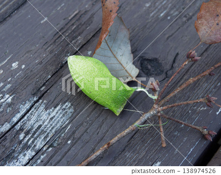 制繭蛾 Ustabigidae 的綠繭 138974526