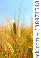 Ear of wheat 138974548