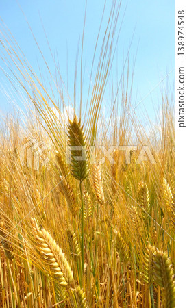 Ear of wheat Ear of wheat 138974548
