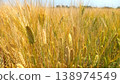 Wheat field 138974549