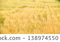 Wheat field 138974550