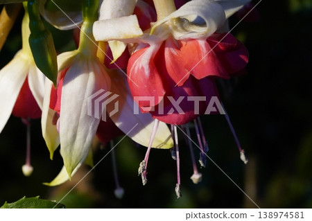 Hanging Fuchsia Flowers with White and Red Petals Hanging Fuchsia Flowers with White and Red Petals 138974581