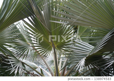 Majestic Bismarck Palm Tree Close Up in Natural Light Majestic Bismarck Palm Tree Close Up in Natural Light 138974583