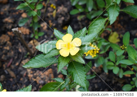 Bright Yellow Turnera Ulmifolia Flower Close Up View Bright Yellow Turnera Ulmifolia Flower Close Up View 138974588