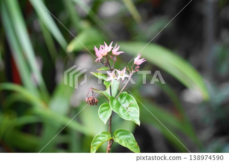 Beautiful Bleeding Heart Vine Flowers in Bloom 138974590