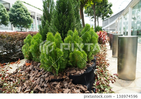 Thuja orientalis Landscaping Urban Green Spaces Thuja orientalis Landscaping Urban Green Spaces 138974596
