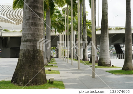 Palm Tree Lined Walkway in Singapore Cityscape Palm Tree Lined Walkway in Singapore Cityscape 138974605