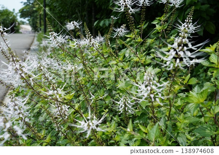 Orthosiphon aristatus Cat's Whiskers Plant in Bloom Orthosiphon aristatus Cat's Whiskers Plant in Bloom 138974608