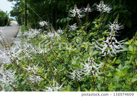 Orthosiphon aristatus Cat Whiskers Plant Beautiful Flowers Orthosiphon aristatus Cat Whiskers Plant Beautiful Flowers 138974609