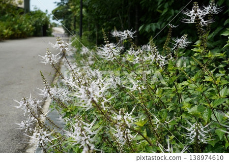 Cat's Whiskers Plant in Bloom Orthosiphon aristatus Cat's Whiskers Plant in Bloom Orthosiphon aristatus 138974610