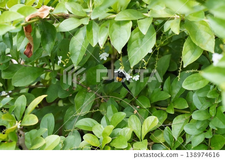 Carpenter Bee and Duranta Erecta Flowers in Garden Carpenter Bee and Duranta Erecta Flowers in Garden 138974616