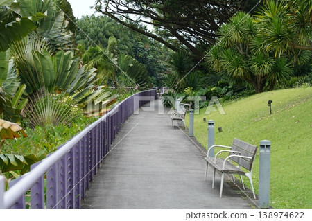 Tropical Garden Walkway Lush Greenery and Benches Tropical Garden Walkway Lush Greenery and Benches 138974622