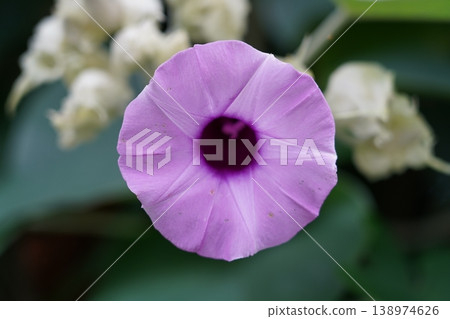 Close-up of a Beautiful Ipomoea Flower in Bloom 138974626