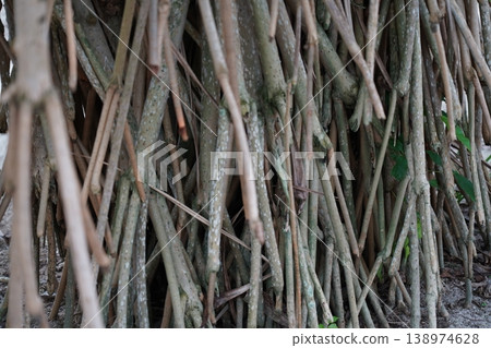 Mangrove Prop Roots Natural Texture Background Mangrove Prop Roots Natural Texture Background 138974628