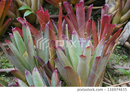 Vibrant Neoregelia Bromeliads Lush Tropical Foliage Display Vibrant Neoregelia Bromeliads Lush Tropical Foliage Display 138974635