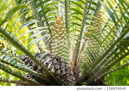 Close Up of a Cycas Plant with Cones in Natural Setting 138974640