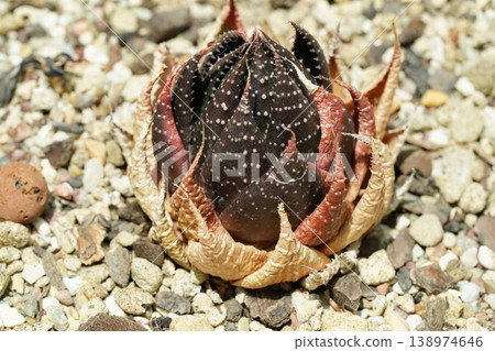 Haworthia maughanii Cactus Detailed Close Up Shot Haworthia maughanii Cactus Detailed Close Up Shot 138974646