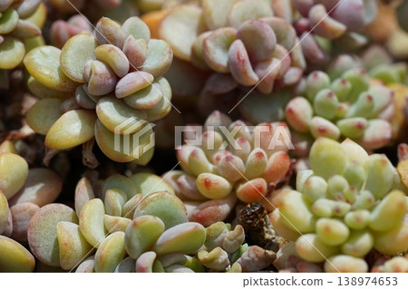 Sedum Clavatum Plant Close Up Stock Photo Sedum Clavatum Plant Close Up Stock Photo 138974653