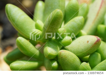 Closeup of Succulent Plant Sedum pachyphyllum Jelly Beans 138974654