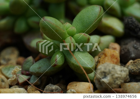 Adromischus cooperi Closeup Succulent Plant Photography Adromischus cooperi Closeup Succulent Plant Photography 138974656