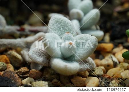 Cotyledon Tomentosa Succulent Bear's Paw Plant Closeup Cotyledon Tomentosa Succulent Bear's Paw Plant Closeup 138974657