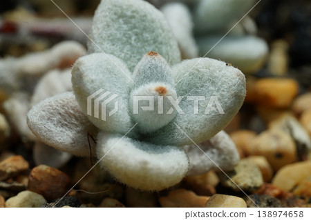Closeup of a Cotyledon Tomentosa Succulent Plant Closeup of a Cotyledon Tomentosa Succulent Plant 138974658