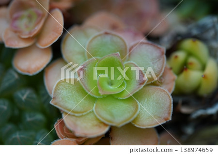 Close up of Beautiful Green Succulent Plant Close up of Beautiful Green Succulent Plant 138974659