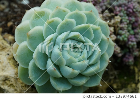 Echeveria Succulent Plant Close Up Beauty in Nature 138974661