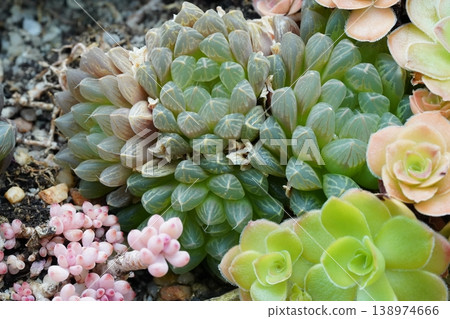 Haworthia cooperi Succulent Garden Still Life 138974666