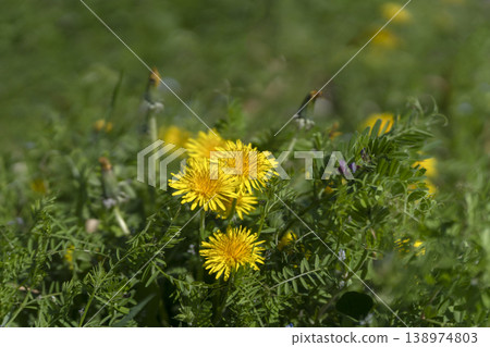 Dandelions blooming in a spring field and sunlight pouring down Dandelions blooming in a spring field and sunlight pouring down 138974803