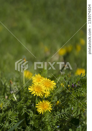 Dandelions blooming in a spring field and sunlight pouring down Dandelions blooming in a spring field and sunlight pouring down 138974804