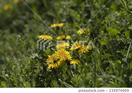 Dandelions blooming in a spring field and sunlight pouring down Dandelions blooming in a spring field and sunlight pouring down 138974809