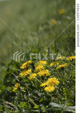 Dandelions blooming in a spring field and sunlight pouring down Dandelions blooming in a spring field and sunlight pouring down 138974810