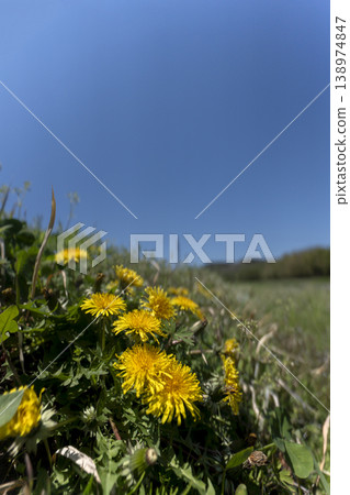 A spring field filled with dandelions and a clear blue sky. A spring field filled with dandelions and a clear blue sky. 138974847