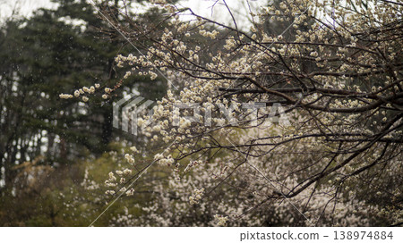 Gangneung Ojukheon Gangneung Ojukheon 138974884