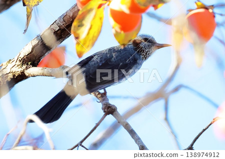 野生鳥類和柿子 野生鳥類和柿子 138974912