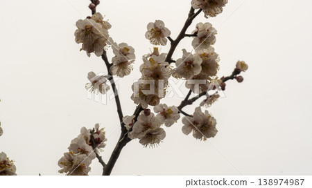 Gangneung Ojukheon 138974987