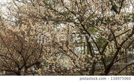 Gangneung Ojukheon Gangneung Ojukheon 138975060