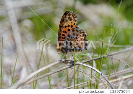 Nymphalidae Nymphalidae ♂ taking a rest Nymphalidae Nymphalidae ♂ taking a rest 138975094
