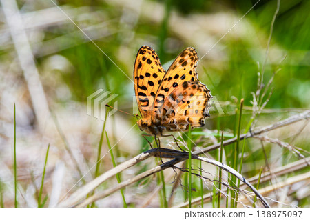 Nymphalidae Nymphalidae ♂ taking a rest 138975097