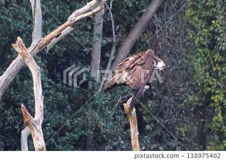 Wild bird Wild bird 138975402