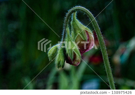 Red sweet pea buds Red sweet pea buds 138975426