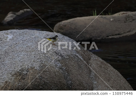 Wild bird Wild bird 138975446