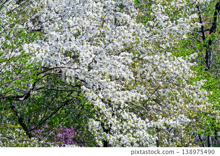 日本特有櫻屬植物的基本野生種山櫻花盛開 日本特有櫻屬植物的基本野生種山櫻花盛開 138975490