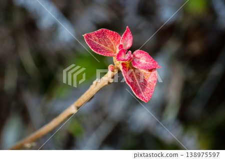 Red new leaves of Mallotus japonicus 138975597