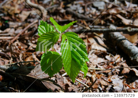 Seedlings of Quercus serrata (Fagaceae family) 138975729