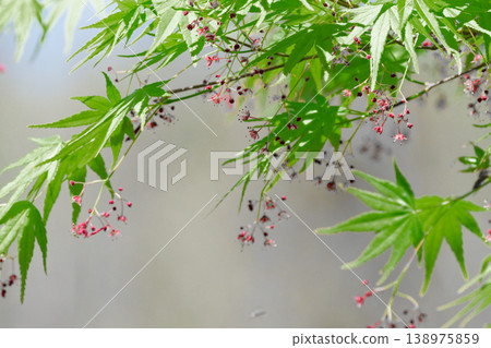 Maple family Acer palmatum flower 138975859